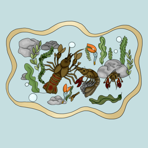 4. Zoom sur les écrevisses