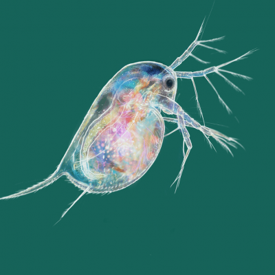 Daphnie_paysage_Cédric Marendaz