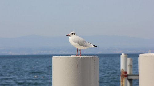 Mouette Léman