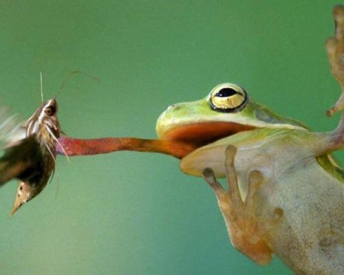 que_mange_une_grenouille_3527_2_600